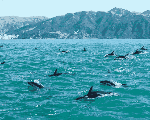 Image of dolphins in the sea