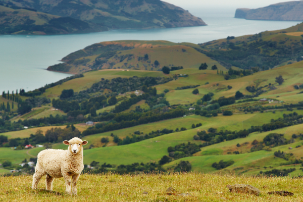 New Zealand landscape, Banks Peninsula