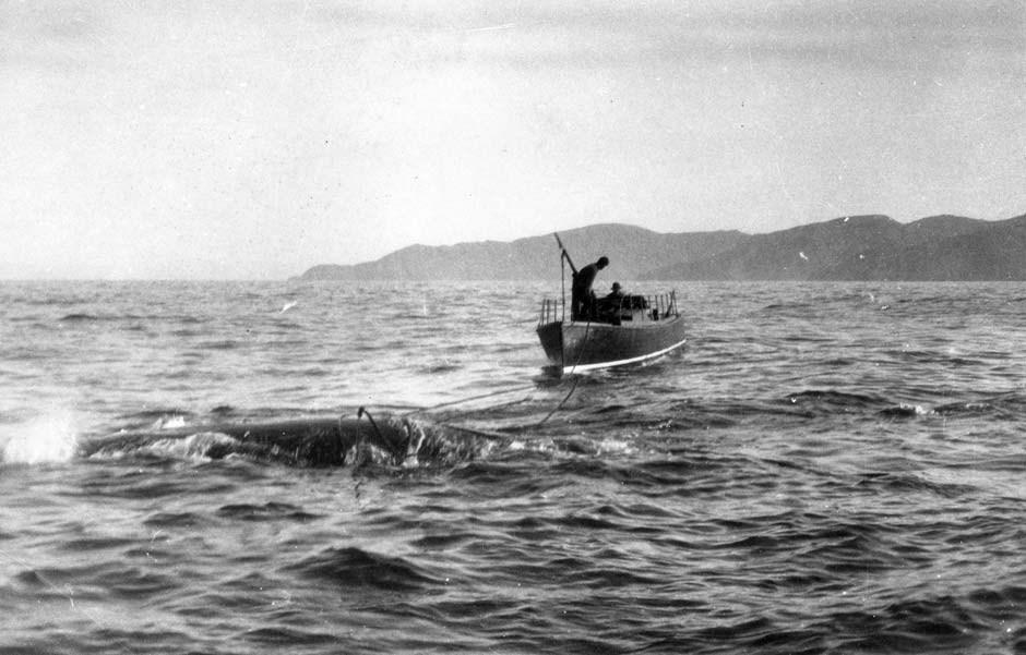 Marlborough whaling station