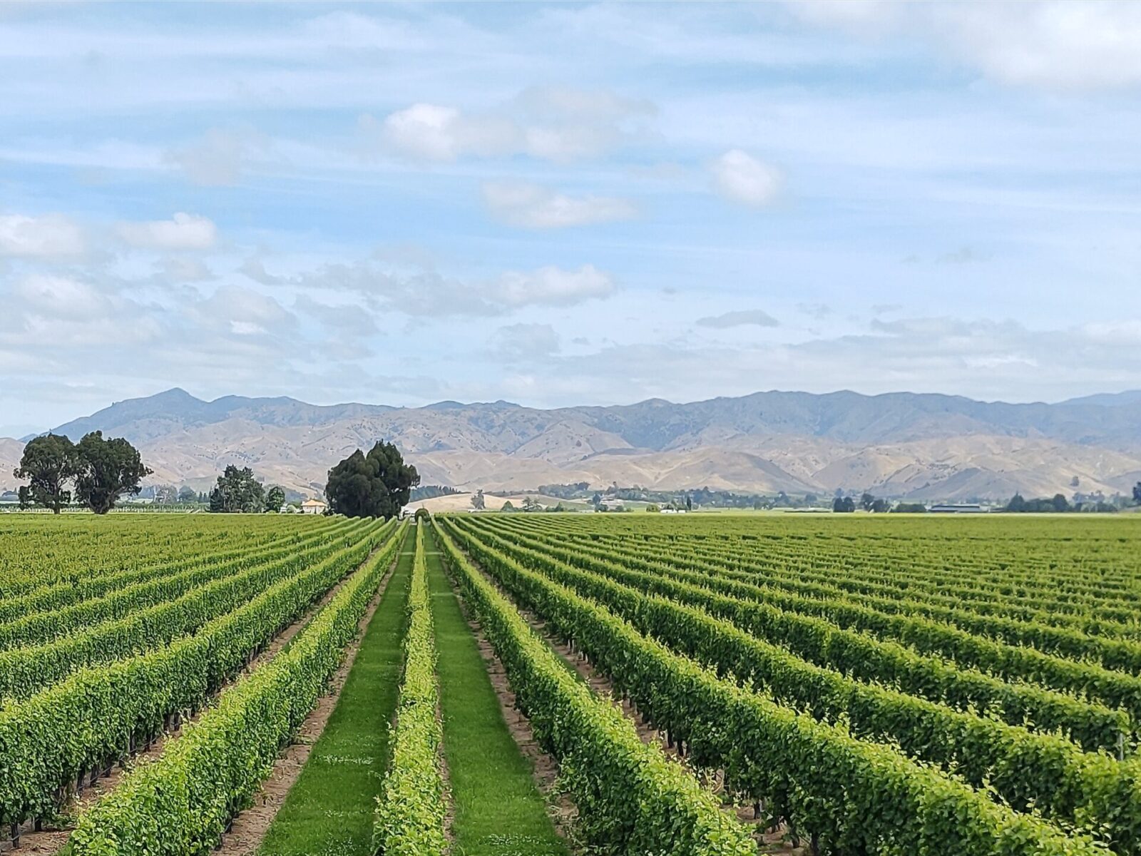 Where Wine Meets Wilderness: The Ultimate Guide to Marlborough