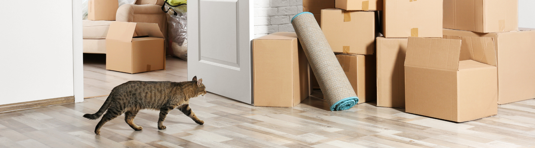 NZ Tenancy Law Changes: What Immigrants with Pets Need to Know